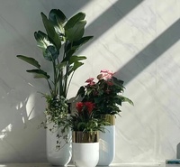 中山办公室绿植租赁卉花出租公司